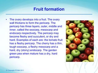 © Copyright PCNM 2011
Fruit formation
• The ovary develops into a fruit. The ovary
wall thickens to form the pericarp. The
pericarp has three layers, outer, middle and
inner, called the exocarp, mesocarp and
endocarp respectively. The pericarp may
become fleshy and succulent, or dry and
hard. Examples of each are: the tomato fruit
has a fleshy pericarp. The cherry has a thin,
tough exocarp, a fleshy mesocarp and a
hard, dry (stony) endocarp. The garden
green pea when mature has a dry, hard
pericarp.
 