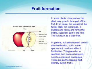 © Copyright PCNM 2011
Fruit formation
• In some plants other parts of the
plant may grow to form part of the
fruit. In an apple, the top part of the
flower stalk, the receptacle, is
swollen and fleshy and forms the
edible, succulent part of the fruit.
This is known as a false fruit.
• In general, fruit development occurs
after fertilisation, but in some
species fruit can form without
fertilisation. This gives rise to
seedless fruit, such as bananas,
navel oranges and pineapples.
These are parthenocarpic fruit,
(literally ëvirgin fruití).
 
