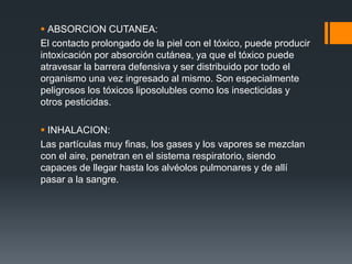  ABSORCION CUTANEA:
El contacto prolongado de la piel con el tóxico, puede producir
intoxicación por absorción cutánea, ya que el tóxico puede
atravesar la barrera defensiva y ser distribuido por todo el
organismo una vez ingresado al mismo. Son especialmente
peligrosos los tóxicos liposolubles como los insecticidas y
otros pesticidas.
 INHALACION:
Las partículas muy finas, los gases y los vapores se mezclan
con el aire, penetran en el sistema respiratorio, siendo
capaces de llegar hasta los alvéolos pulmonares y de allí
pasar a la sangre.
 
