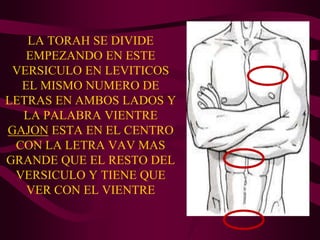 LA TORAH SE DIVIDE
   EMPEZANDO EN ESTE
 VERSICULO EN LEVITICOS
  EL MISMO NUMERO DE
LETRAS EN AMBOS LADOS Y
  LA PALABRA VIENTRE
GAJON ESTA EN EL CENTRO
 CON LA LETRA VAV MAS
GRANDE QUE EL RESTO DEL
 VERSICULO Y TIENE QUE
   VER CON EL VIENTRE
 