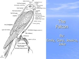 The
      Falcon
         By:
Emily, Gary, Jessica,
        Jake
 
