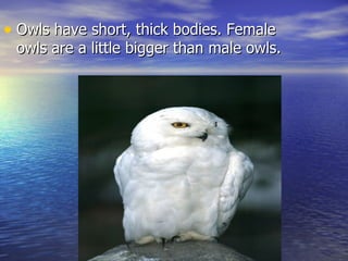• Owls have short, thick bodies. Female
 owls are a little bigger than male owls.
 