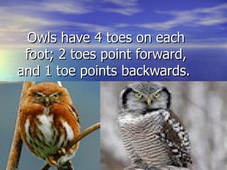 Owls have 4 toes on each
 foot; 2 toes point forward,
and 1 toe points backwards.
 
