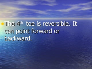 •The 4 toe is reversible. It
      th

 can point forward or
 backward.
 