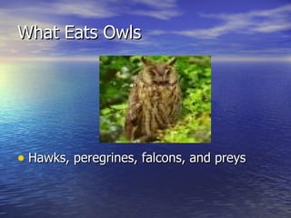 What Eats Owls




• Hawks, peregrines, falcons, and preys
 