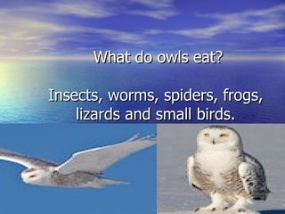 What do owls eat?

Insects, worms, spiders, frogs,
    lizards and small birds.
 