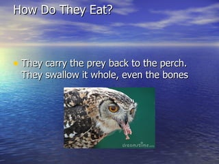 How Do They Eat?



• They carry the prey back to the perch.
 They swallow it whole, even the bones
 