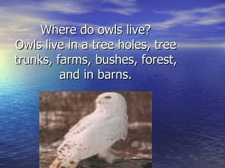 Where do owls live?
Owls live in a tree holes, tree
trunks, farms, bushes, forest,
         and in barns.
 