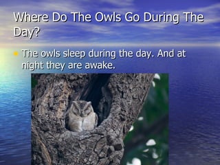 Where Do The Owls Go During The
Day?
• The owls sleep during the day. And at
 night they are awake.
 