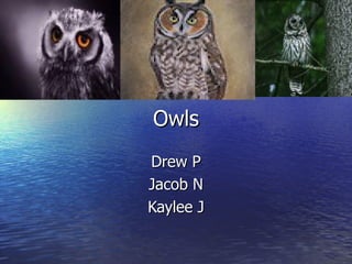 Owls
Drew P
Jacob N
Kaylee J
 