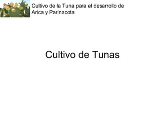 Cultivo de Tunas Cultivo de la Tuna para el desarrollo de Arica y Parinacota 
