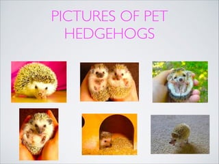 PICTURES OF PET
HEDGEHOGS

 