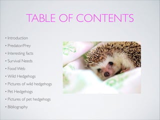 TABLE OF CONTENTS
• Introduction	

• Predator/Prey	

• Interesting
• Survival

facts	


Needs	


• Food Web	

• Wild

Hedgehogs	


• Pictures
• Pet

of wild hedgehogs	


Hedgehogs	


• Pictures

of pet hedgehogs	


• Bibliography

 