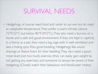 SURVIVAL NEEDS
•

Hedgehogs of course need food and water to survive but do need
an adaptable temperature. They prefer a warm climate (above
72°F/22°C but below 85°F/29.5°C). They also need a burrow or a
home and a safe and good environment. If they are kept in captivity
in a home as a pet, they need a big cage with it well ventilated and
also a hiding spot. Also good bedding. Hedgehogs like wood
shavings or ﬂeece liners for their bedding. They also need a good
noise level (not too loud), exercise (they can easily gain weight by
not getting any exercise), and someone to always be aware of their
hedgehog (Closely watch their behaviour and food/water intake).

 