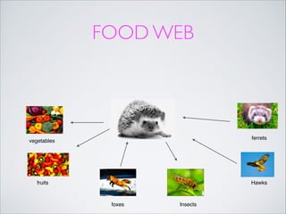 FOOD WEB

ferrets

vegetables

fruits

Hawks

foxes

Insects

 