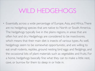 WILD HEDGEHOGS
•

Essentially, across a wide percentage of Europe, Asia, and Africa. There
are no hedgehog species that are native to North or South America.
The hedgehogs typically live in the plains regions, in areas that are
often hot and dry. Hedgehogs are considered to be insectivores,
which means that their main diet is insects of various types. As well,
hedgehogs seem to be somewhat opportunistic, and are willing to
eat small rodents, reptiles, ground nesting bird eggs and ﬂedglings, and
the occasional bits of plant materials such as vegetables and fruits. For
a home, hedgehogs basically ﬁne what they can to make a little nest,
cave, or burrow for them to sleep in or hide in.

 