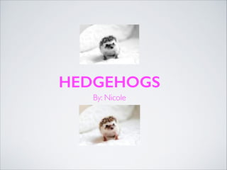 HEDGEHOGS
By: Nicole

 