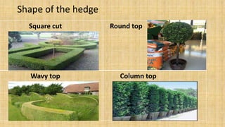 Shape of the hedge
Square cut Round top
Wavy top Column top
 