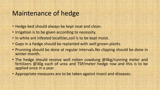 Maintenance of hedge
• Hedge bed should always be kept neat and clean.
• Irrigation is to be given according to necessity.
• In white ant infested localities,soil is to be kept moist.
• Gaps in a hedge should be replanted with well grown plants.
• Prunning should be done at regular intervals.No clipping should be done in
winter month.
• The hedge should receive well rotten cowdung @4kg/running meter and
fertilizers @30g each of urea and TSP/meter hedge row and this is to be
applied once in a year.
• Appropriate measures are to be taken against insect and diseases.
 
