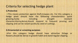 Criteria for selecting hedge plant
1.Protective
→This means protection against theft,trespass etc. For this category a
hedge plant should have the following characteristics: quick
growing,hardy including drought resistant
character,thorny,dense,should respond to frequent pruning and
clipping and can be raised quickly by seed or cuttings.
2.Ornamental or screening purposes
→For this category hedge should have attractive foliage or
flowers,should be dense in growth habit and stand regular clipping.
 