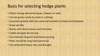 Basis for selecting hedge plants
• Plants having attractive leaves, flowers or both.
• Can be grown easily by seed or cuttings.
• Luxuriant growth with less care and resistant to insect and diseases.
• Grow quickly.
• Bushy with dense leaves and branches.
• Cattle and goat do not eat.
• Can tolerate frequent and heavy pruning.
• Plant should be long lived perennial.
• Can withstand heavy rain and drought.
 