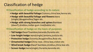 Classification of hedge
Classification of hedge according to its nature
Hedge with beautiful foliage:Crotons,china box,henna etc.
Hedge with beautiful foliage and flowers:Ixora
(single),Bougainvillea,Togor etc.
Hedge with strong branches and spines:Bamboo
(dwarf),streblus,indian gum tree(babla) etc.
Classification of hedge on the basis of purposes
• Tall hedge:Dwarf bamboo,karanda,Duranta etc.
• Low height hedge:ixora(single),lantana,justicia etc.
• Protective hedge:Duranta,Bougainvillea,Rose etc.
• Ornamental hedge:China rose, china box,croton etc
• Wind break hedge:Dwarf bamboo,streblus,china box etc.
• Screen hedge:Ixora(single),Duranta,karanda etc.
 