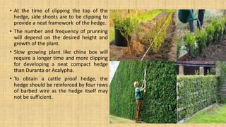 • At the time of clipping the top of the
hedge, side shoots are to be clipping to
provide a neat framework of the hedge.
• The number and frequency of prunning
will depend on the desired height and
growth of the plant.
• Slow growing plant like china box will
require a longer time and more clipping
for developing a neat compact hedge
than Duranta or Acalypha.
• To obtain a cattle proof hedge, the
hedge should be reinforced by four rows
of barbed wire as the hedge itself may
not be sufficient.
 
