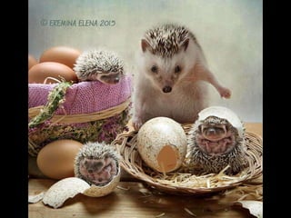 Hedgehog by Ekemina Elena