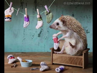 Hedgehog by Ekemina Elena