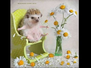 Hedgehog by Ekemina Elena