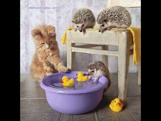 Hedgehog by Ekemina Elena