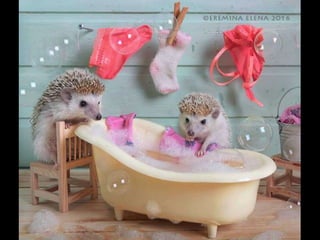 Hedgehog by Ekemina Elena