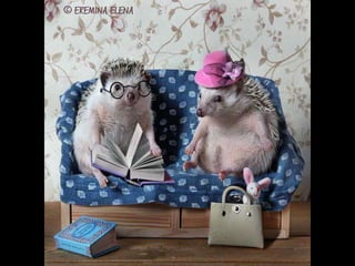 Hedgehog by Ekemina Elena