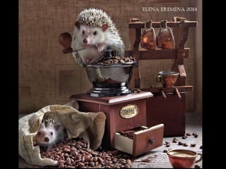 Hedgehog by Ekemina Elena