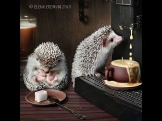 Hedgehog by Ekemina Elena