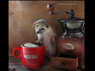 Hedgehog by Ekemina Elena