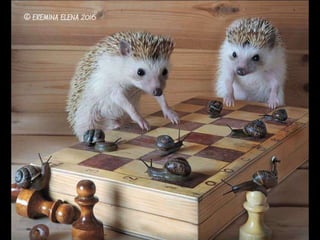 Hedgehog by Ekemina Elena