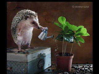 Hedgehog by Ekemina Elena