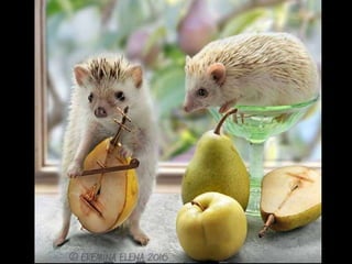 Hedgehog by Ekemina Elena