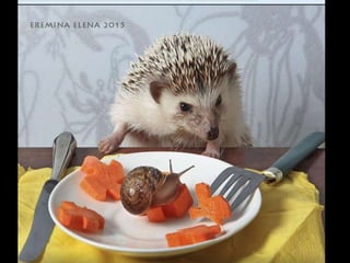 Hedgehog by Ekemina Elena