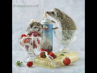 Hedgehog by Ekemina Elena