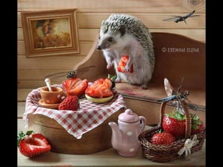 Hedgehog by Ekemina Elena