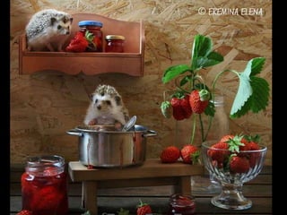 Hedgehog by Ekemina Elena