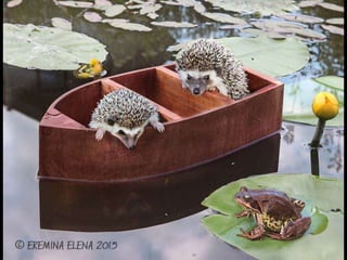 Hedgehog by Ekemina Elena