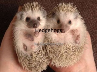 Hedgehogs By: Geoffrey Hite 