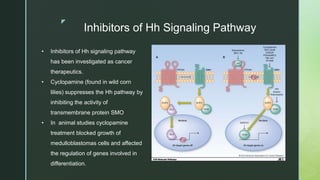 z
Inhibitors of Hh Signaling Pathway
• Inhibitors of Hh signaling pathway
has been investigated as cancer
therapeutics.
• Cyclopamine (found in wild corn
lilies) suppresses the Hh pathway by
inhibiting the activity of
transmembrane protein SMO
• In animal studies cyclopamine
treatment blocked growth of
medulloblastomas cells and affected
the regulation of genes involved in
differentiation.
 