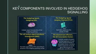 z
KEY COMPONENTS INVOLVED IN HEDGEHOG
SIGNALLING
 