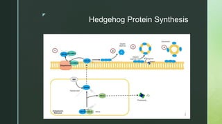 z
Hedgehog Protein Synthesis
 