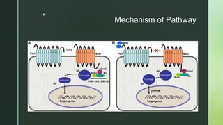 z
Mechanism of Pathway
 