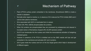 z Mechanism of Pathway
• Patch (PTCH) surface protein embedded in the membrane, Smoothened (SMO) is inside a
vesicle in cytoplasm.
• Normally when signal is inactive i.e. in absence of Hh molecule the PTCH inhibits SMO and it
cannot enter plasma membrane.
• Gli is associated with SUFU in inactivated form in cytosol.
• Protein CKI, PKA, GSK3b phosphorylates GLI proteins.
• When GLI proteins are phosphorylated they are processed by proteasomes and cleaved in
truncated version of themselves chopped off to GLI3R repressor protein
• GLI3 R can translocate into the nucleus and inhibit the transcriptional activation of hedgehog
mediated genes.
• However in presence of Hh PTCH is inhibited and so the SMO vesicle will fuse and get
embedded in the membrane and activates Gli1 and 2 proteins.
• Gli1/2 goes inside the nucleus and turn on the GLI target genes which helps in development
of different organs.
 